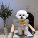 댕댕이의 품격 이미지