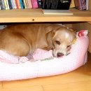 강아지집 이미지