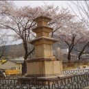 꽃비나비 오마이뉴스