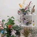 플로리어스