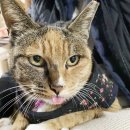 그루밍 루니 이미지