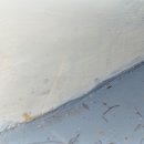 소렐(Sorrel) 이미지