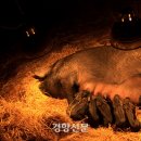 황금돼지농장 이미지