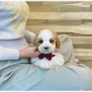 오독안심분양센터 강아지분양 고양이분양 광주점 이미지