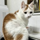 (주)후니드 청운기숙사점 | 청주 유기 고양이 봉사활동 후기 ㅣ 짧았지만 행복했던 시간