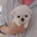 플랜멍강아지분양대구 | 대구강아지분양 여러곳 다녀봐도 플랜멍