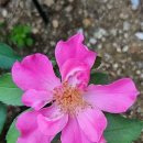 샹그릴라 이미지