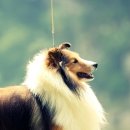 아이즈 오브 엔젤 이미지