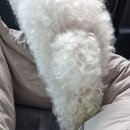 VIP 반려동물 암센터 이미지