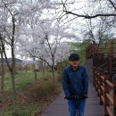 대청댐 공원과 벚꽃 이미지