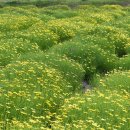 우리개발 이미지