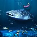 아쿠아플라넷 제주 이미지