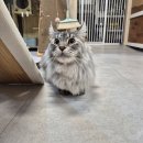 동물보육원 경기 수원 지부 | 수원 반려묘 인계, 4단계 순서