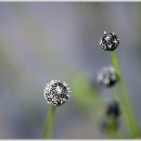 검은개수염(곡정초) 이미지