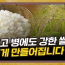 쌀계의 벤츠, 맛있고 강한(?) 쌀, 고시히카리 [농업 19부] 이미지