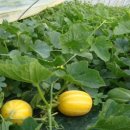 관문농장 이미지