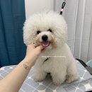 비비드봉 이미지