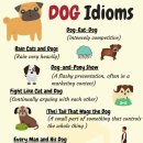 The Cats & Dog 이미지