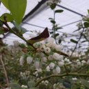 [블루베리키우기 A to Z] 블루베리 노지재배와 시설재배 이미지