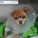 분당중앙동물병원 이미지