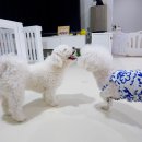 믿음 Dental 이미지