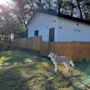 도그플레이스 이미지