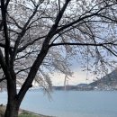 나루터휴게소 | 곳 / 남해 여행] 전국구로 유명한 왕지벚꽃길 그리고 숨겨진 벚꽃 명소인 나루터휴게소(feat. 늦은 후기)