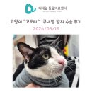 피그랑동물병원 | 철산 동물병원) 고양이 "고도리" 구내염(Feline Stomatitis) 발치 수술 후기