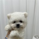 청주 강아지 분양 리몽드 퍼피 켄넬 이미지