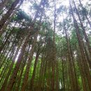 상관 공기마을 편백숲 이미지