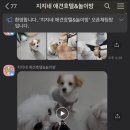 지지네 애견호텔&놀이방 이미지