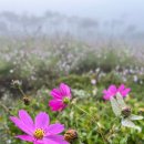 세븐일레븐 안동용상 원룸점 | 안동도배 경북 안동시 용상 5주공 아파트 도배시공 후기^^~