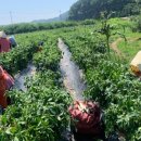 이순희농장 이미지