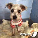 애니멀케어 이미지