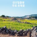 개화전기충전소 | 성산일출봉 유채꽃 개화 상태, 12월 말 직접 다녀온 제주 유채꽃 시기