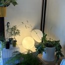 수원-0336 | 📍행궁동 카페 포티엔(행궁동 빙수)