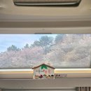 (주)이안이 | 서준이네 카라반 캠핑 대전 벚꽃이 만개한 근교 공주 이안숲속캠핑장