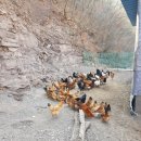 꿈의농장 이미지