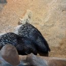 쥬니멀 | 청주 아이랑 갈만한 곳, 카피바라 있는 실내 동물원 쥬니멀 후기