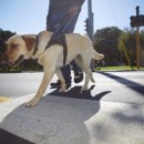 스타동물의료센터 이미지