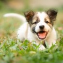 이천동물의료센터 이미지