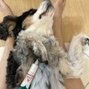 노노펫 | 울지마마이펫 개스팟 강아지연고 강아지습진 후기