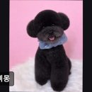 뽀삐 애견샵 | (수원, 강아지, 고양이, 애견미용, 추천!) 뽀삐몽 수원 뽀삐몽, 맞춤 케어로 인기