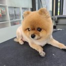 와와리 애견미용 이미지