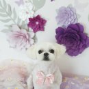 멍뭉이네 살롱 이미지