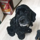 코아덴탈 이미지