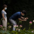 연밭 이미지
