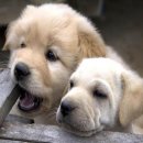 통일동물병원 이미지