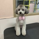 해피멍멍이 이미지