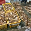 동해-단속-12 이미지